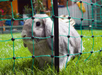 Rabbit Netting