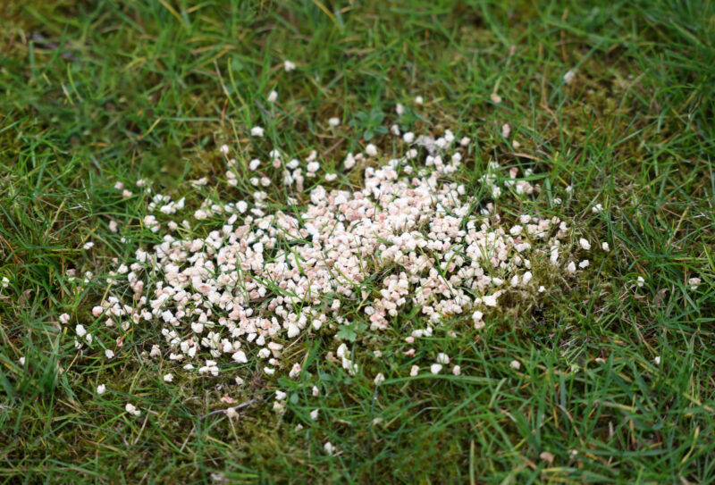 Repellent granules against dogs and cats