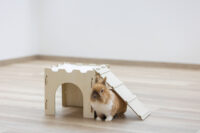 Rodent Castle with Ramp