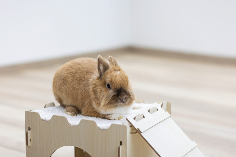 Rodent Castle with Ramp