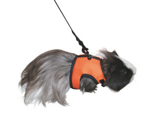 Rodent Harness Sport