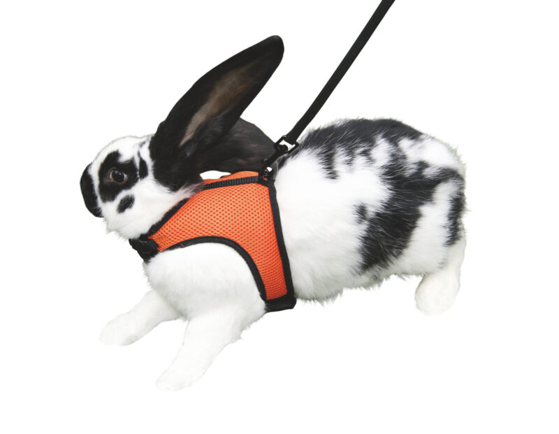 Rodent Harness Sport