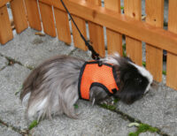 Rodent Harness Sport