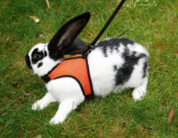 Rodent Harness Sport