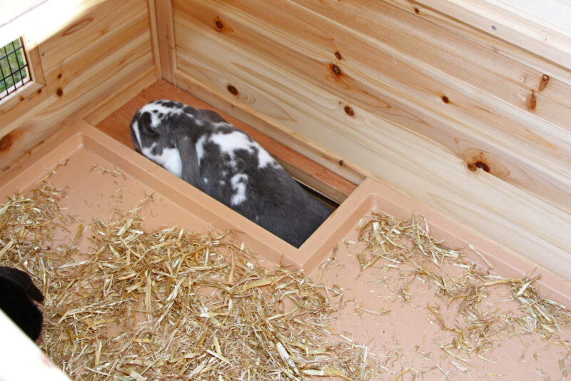 Rodent House Tyrol Alpin