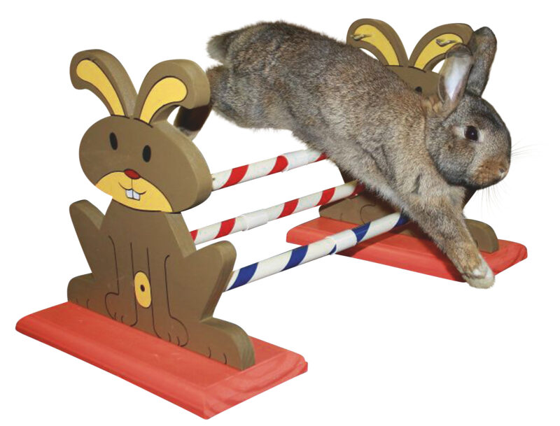 Rodent Obstacle Agility