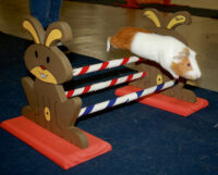 Rodent Obstacle Agility