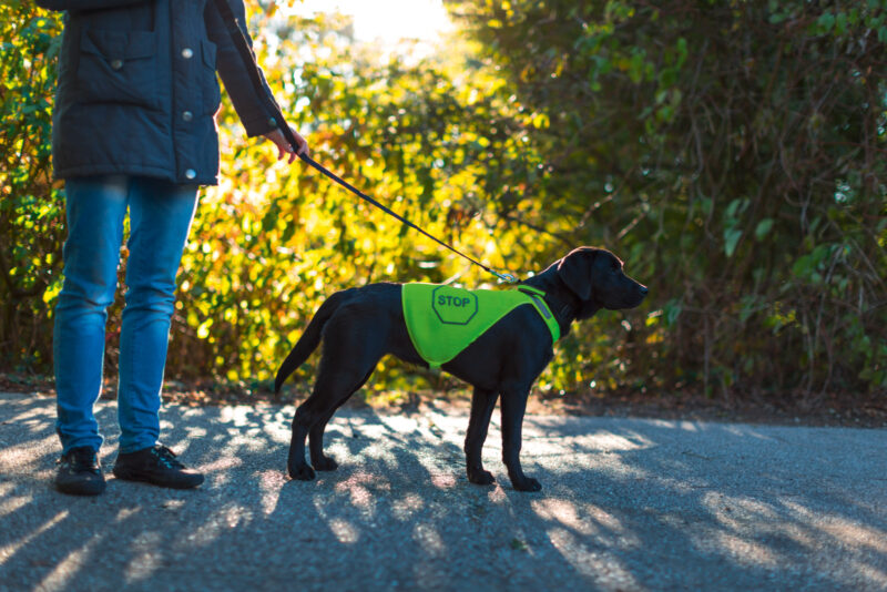 Safety Vest