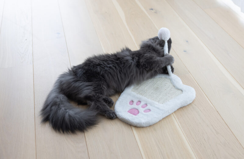 Scratching Board Paw