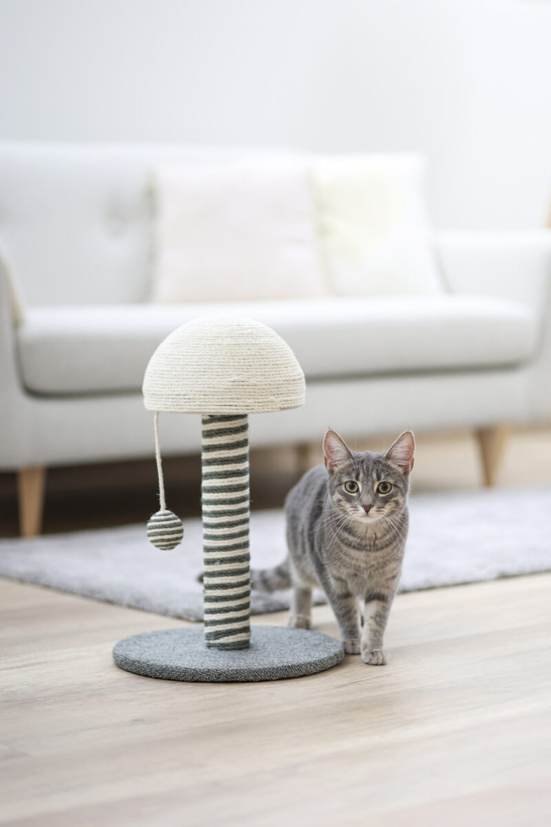 Scratching Post Funghi