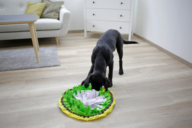 Sniff Rug Bowl