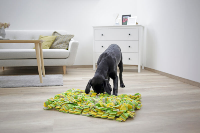 Tapis à renifler pour chien