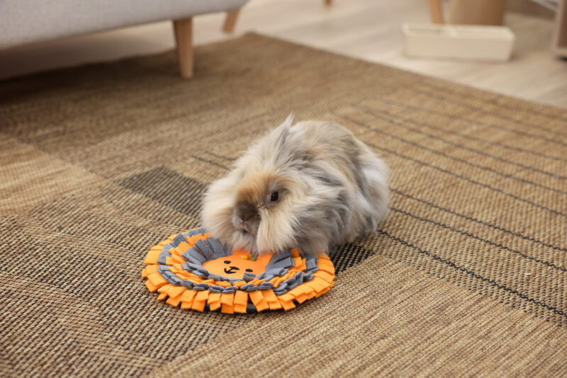 Tapis à renifler pour chien