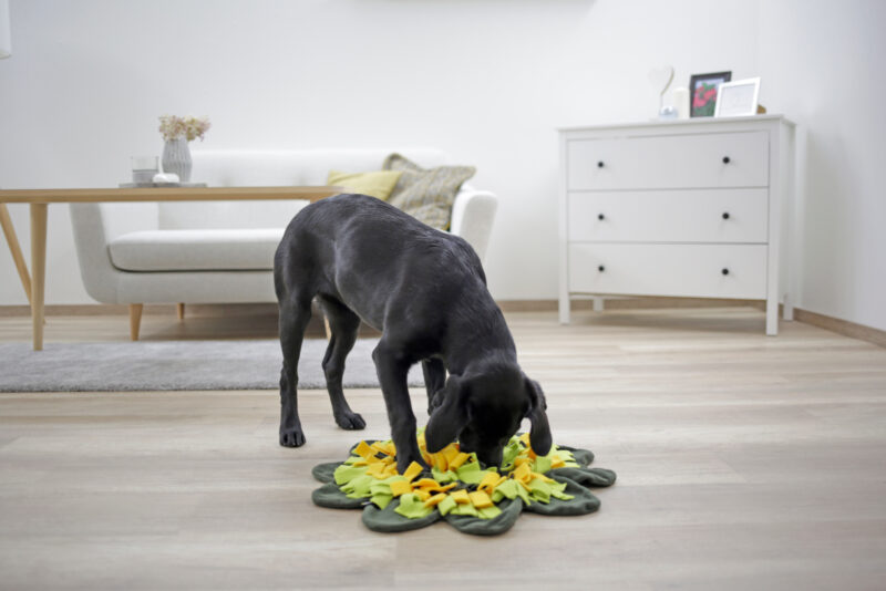 Tapis à renifler pour chien Sunflower