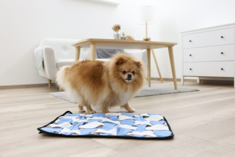 Tapis à renifler pour chien Waffle