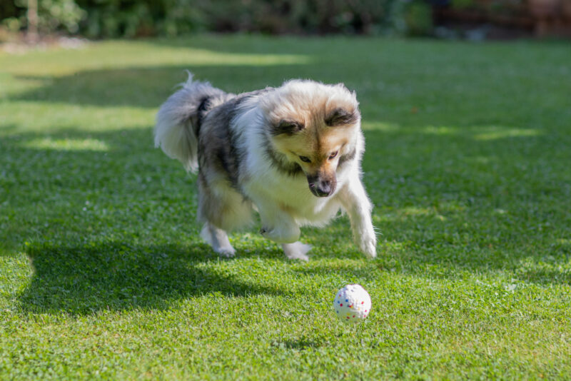 Throwing and Fetching Toy E-TPU