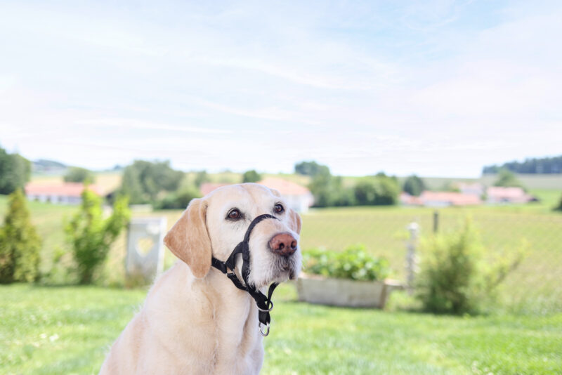 Training and Education Harness Maxi Coach