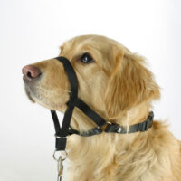 Training and Education Harness Maxi Coach