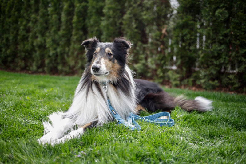 Training Leash Colorado