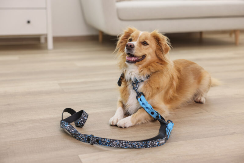 Training Leash Lima