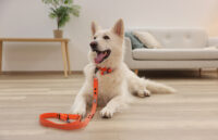 Training Leash Puno