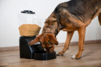 Trockenfutter-Automat Electronic Pet Feeder