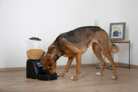 Trockenfutter-Automat Electronic Pet Feeder