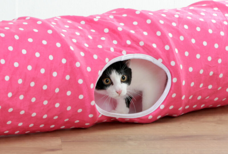 Tunnel pour chat Puntino