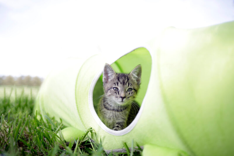 Tunnel pour chat Raupe