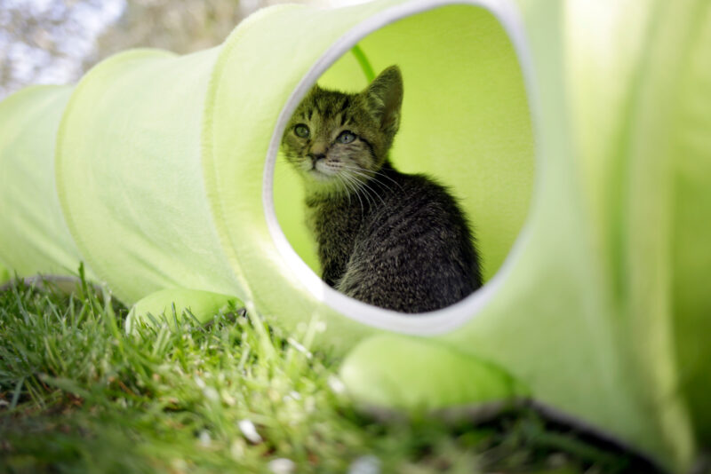 Tunnel pour chat Raupe