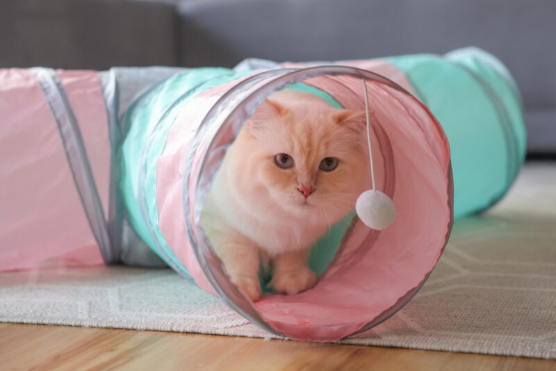 Tunnel pour chat Triangle