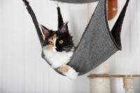 Wall-Mounted Cat Tree Dolomit 2.0 Tofana