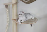 Wall-Mounted Cat Tree Dolomit Grappa