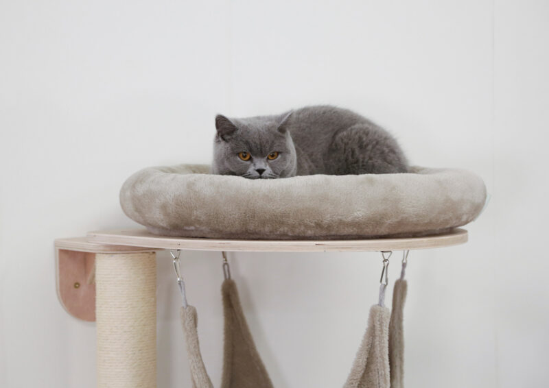 Wall-Mounted Cat Tree Dolomit Grappa