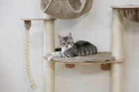 Wall-Mounted Cat Tree Dolomit Grappa Pro