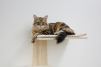 Wall-Mounted Cat Tree Timber