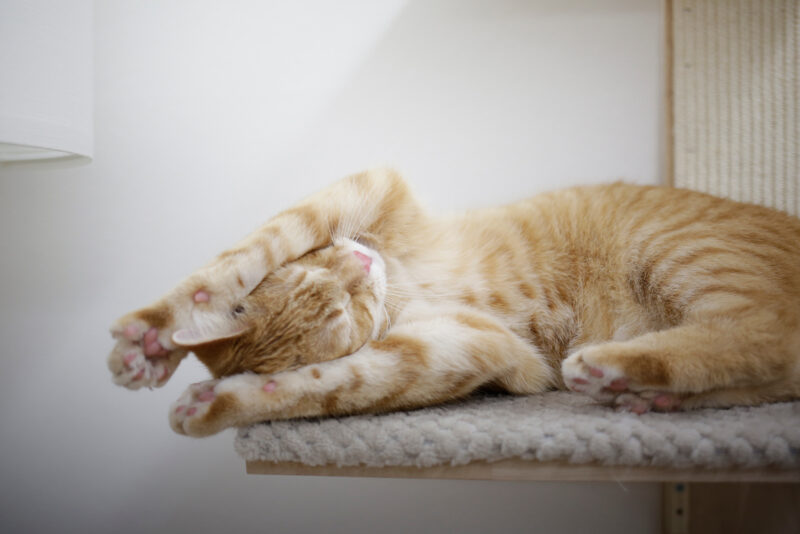 Wall-Mounted Cat Tree Timber