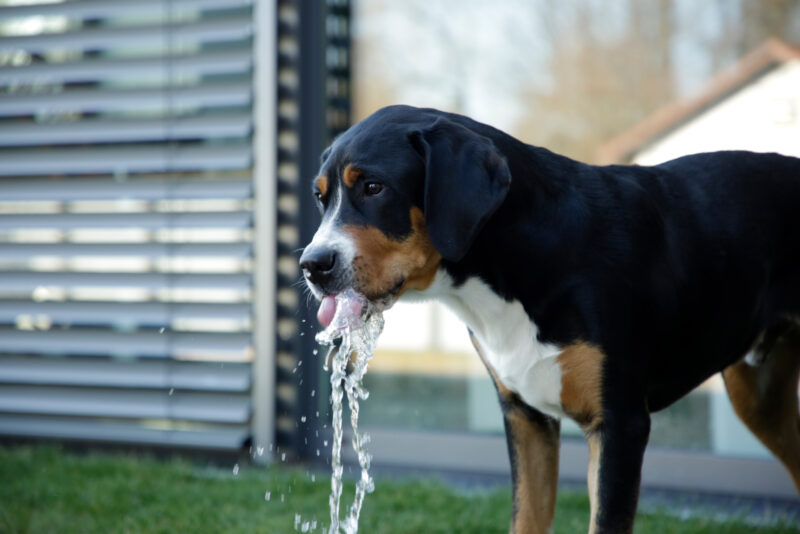 Water Fountain Bubble