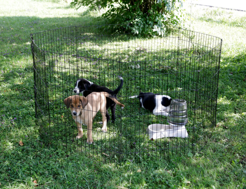 Welpen- und Kleintiergehege