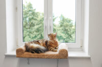 Window Pet Bed