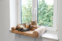 Window Pet Bed