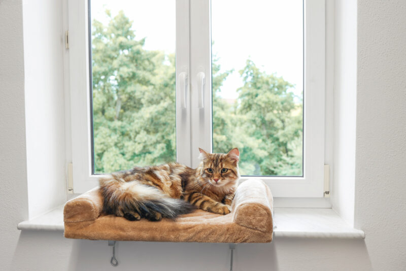 Window Pet Bed