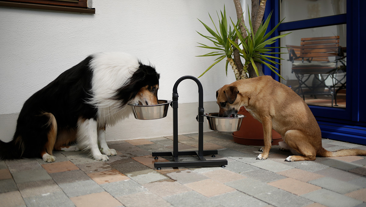 Erhöhte Futternäpfe für Seniorenhunde