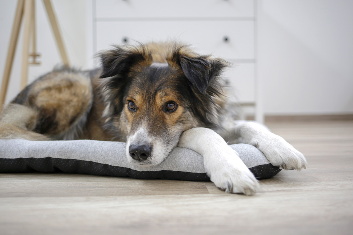 Seniorenhund mit Rückenschmerzen