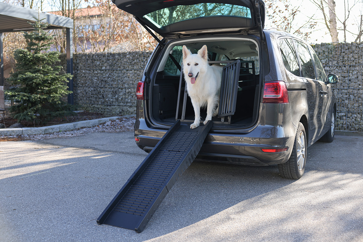 Seniorenhunde kommen besser ins Auto