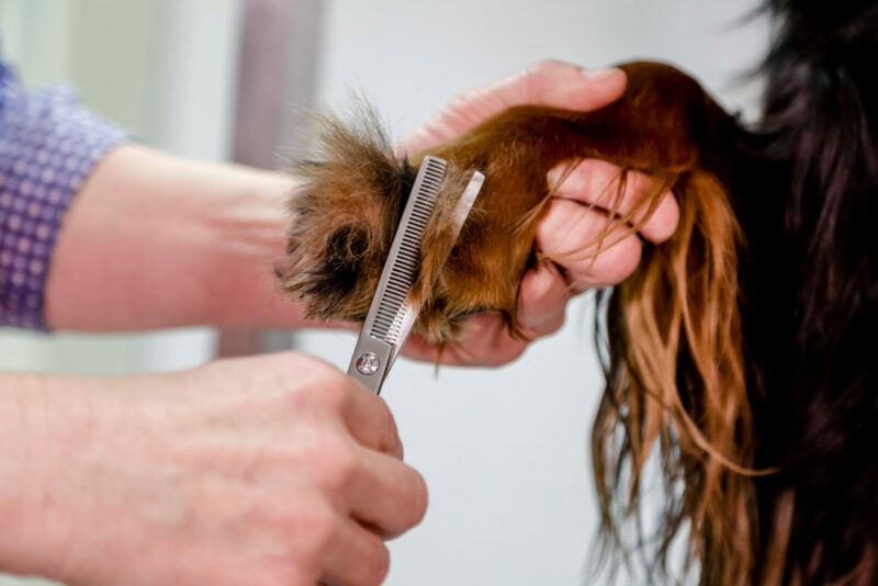 Aesculap Grooming-Schere
