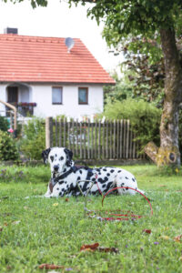 Anlegespirale mit Laufleine