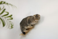 Cat Ladder Timber
