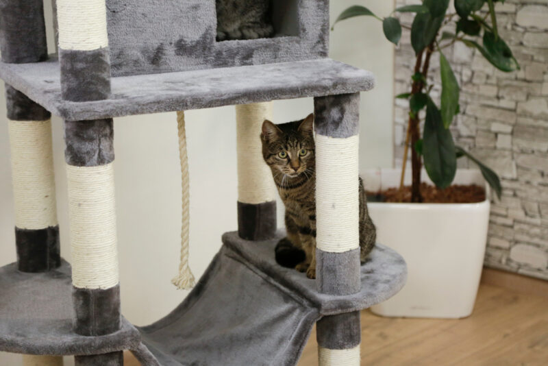 Cat Tree Matteo
