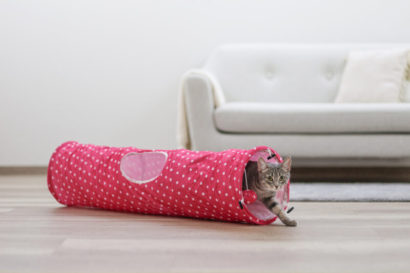 Cat Tunnel Puntino